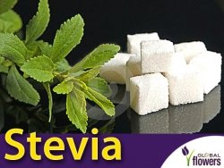 Stewia naturalny słodzik (Stevia rebaudiana) nasiona 0,01g