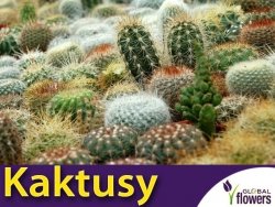 Kaktusy mieszanka (Cactus spp.) nasiona 0,2g