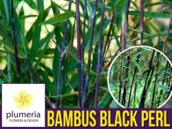 Bambus Mrozoodporny Fargesia BLACK PEARL fioletowo-czarny (Fargesia nitida) Sadzonka P9 