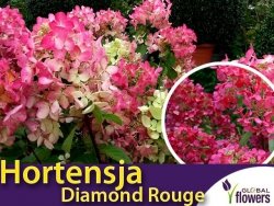 Hortensja Bukietowa DIAMOND ROUGE ® (Hydrangea paniculata) Sadzonka C2