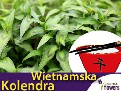 Kolendra Wietnamska Vietnamese Coriander (Persicaria odorata) Sadzonka