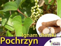 Pochrzyn, Ignam chiński (Dioscorea batatus) Sadzonka C2