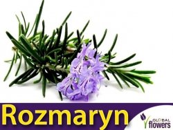 Rozmaryn (Rosmarinus offcinalis) 0,1g Nasiona