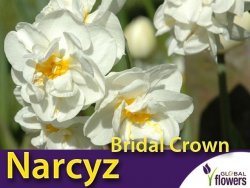 Narcyz pełny wielokwiatowy 'Bridal Crown' (Narcissus) CEBULKI 4 szt.