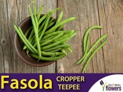 Fasola szparagowa karłowa zielonostrąkowa CROPPER TEEPEE (Phaseolus vulgaris) nasiona XXL 1000 g 
