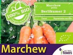 BIO Marchew BERLLIKUMER 2 nasiona ekologiczne 5g