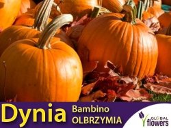 Dynia olbrzymia BAMBINO (Cucurbita maxima) nasiona 3g+1g