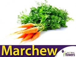 Marchew FLAKKESE 2 Późna (Daucus carota) nasiona 4g + 1 g