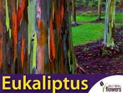 Eukaliptus tęczowy (Eukaliptus deglupta) nasiona