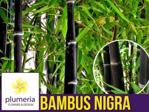 Czarny Bambus Drzewiasty NIGRA Mrozoodporny (Phyllostachys) Sadzonka XL-C5 