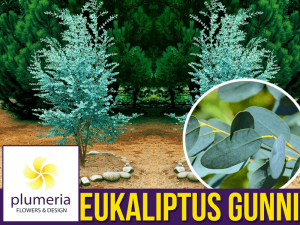 Eukaliptus Niebieski (Eukaliptus Gunni) Sadzonka C1,2 