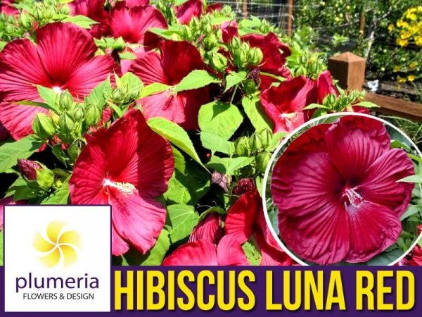HIBISCUS bylinowy Luna Red sadzonka Ogromne kwiaty