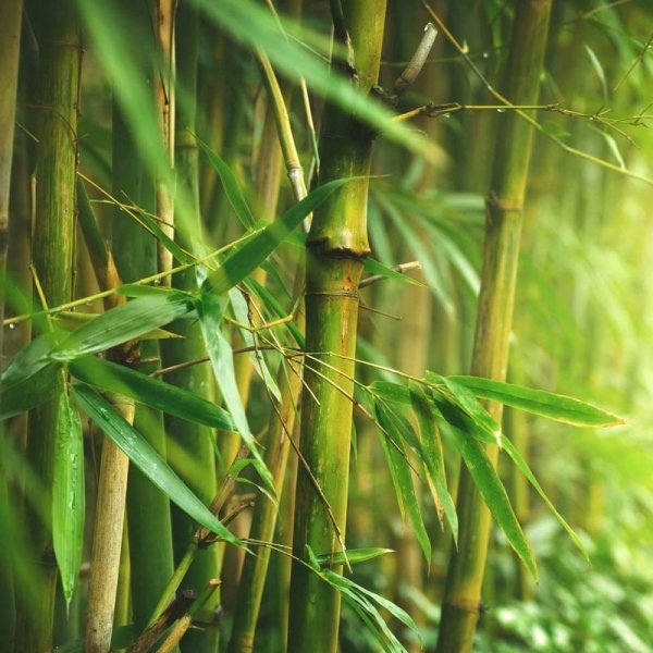 zielony bambus drzewiasty