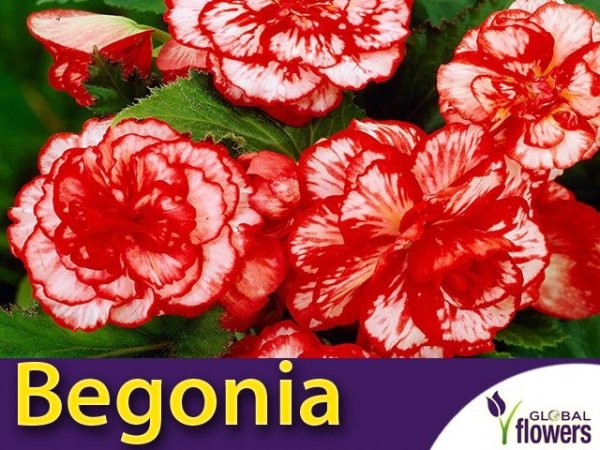 Begonia Marmorata (Begonia x tuberhybrida) CEBULKA