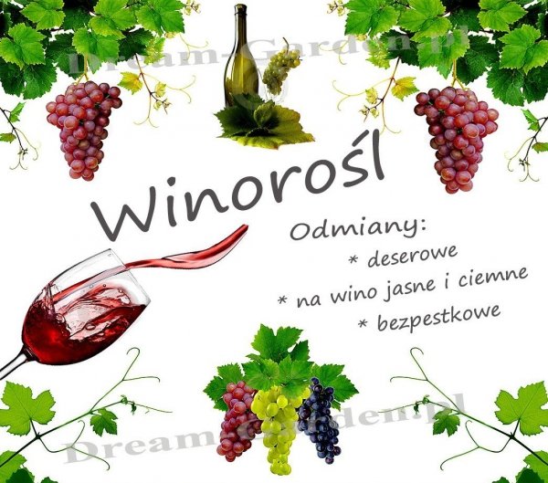 Winorośl odmiany na wino