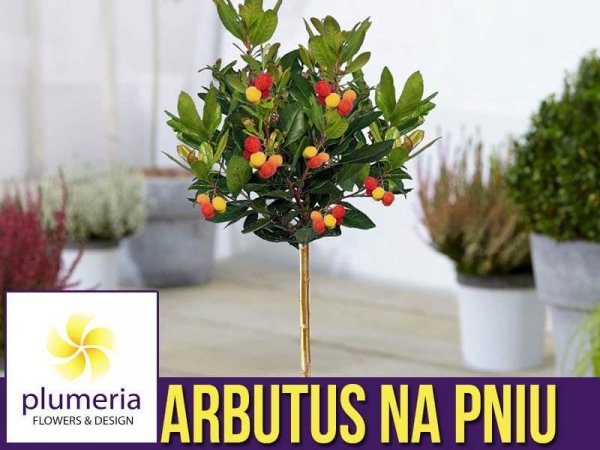 Drzewko truskawkowe na pniu (Arbutus Unedo) Sadzonka XL C4/C5
