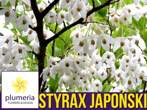 Styrak Japoński (Styrax japonicum) Sadzonka