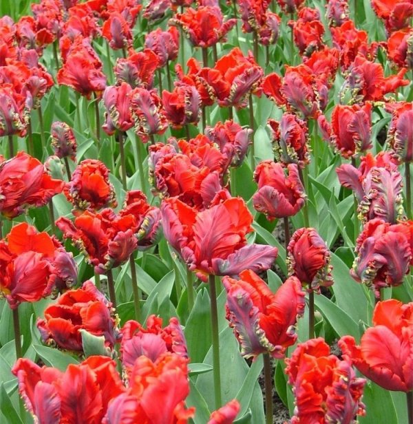 cebulki tulipanów