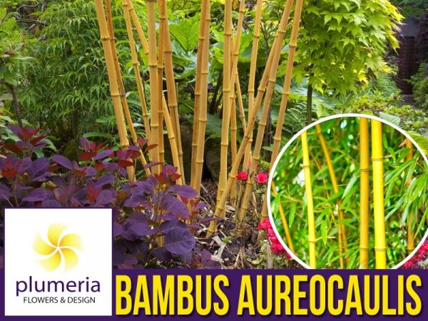 Żółty Bambus Drzewiasty AUREOCAULIS Mrozoodporny (Phyllostachys aureosulcata) Sadzonka
