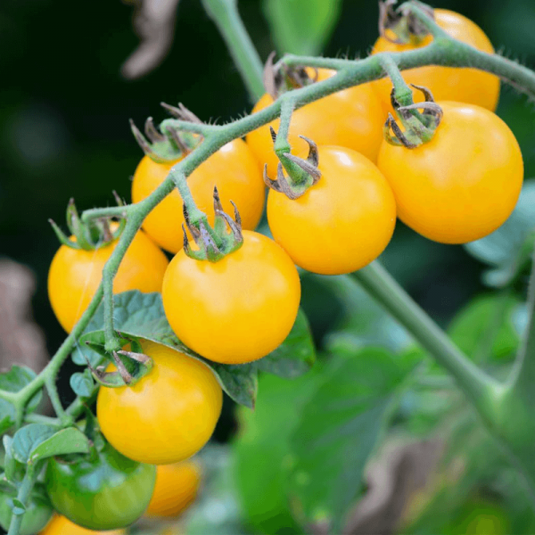 Nasiona pomidorów koktajlowych cena
