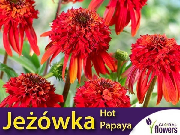 Jeżówka ' Hot Papaya ' (Echinacea) Sadzonka