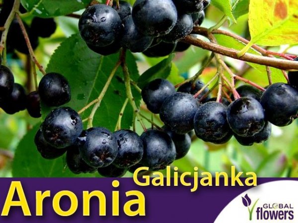 Aronia czarnoowocowa 'Galicjanka' (Aronia melanocarpa) Sadzonka