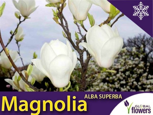 Magnolia 'Alba Superba' (Magnolia ×soulangeana) Sadzonka