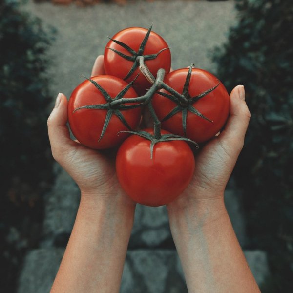 Najplenniejsze pomidory nasiona z atestem