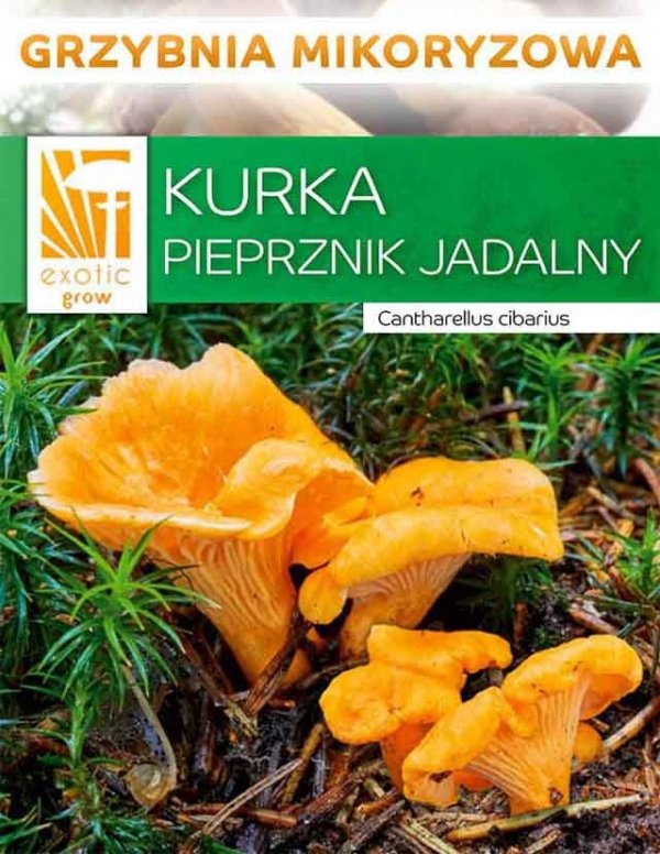 Kurka grzyb jadalny