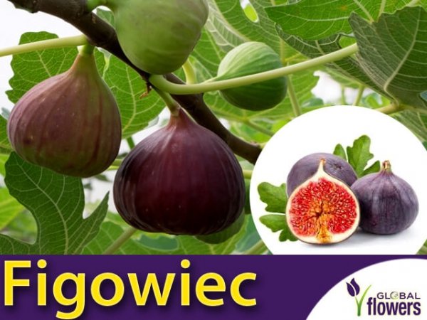 figowiec uprawa w Polsce