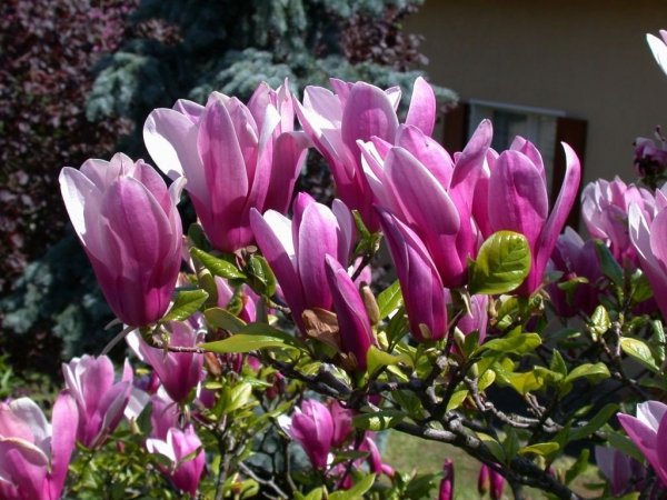 Magnolie w ogrodzie: wymagania i pielęgnacja magnolii 