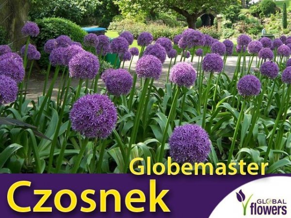 Czosnek Globemaster (Allium) cebulki
