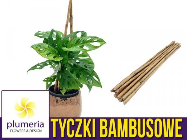 kijki bambusowe podpory do roślin 