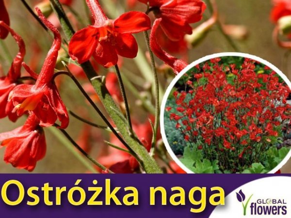 Ostróżka naga, pomarańczowo-czerwona uprawa