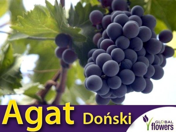 Winorośl Agat Doński Sadzonka - odmiana deserowa Vitis 'Agat Doński'