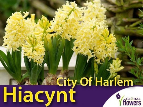 Hiacynt Wschodni 'City Of Harlem' (Hyacinthus) CEBULKI