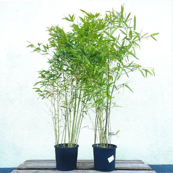 zielony bambus drzewiasty bissetii sadzonki cena