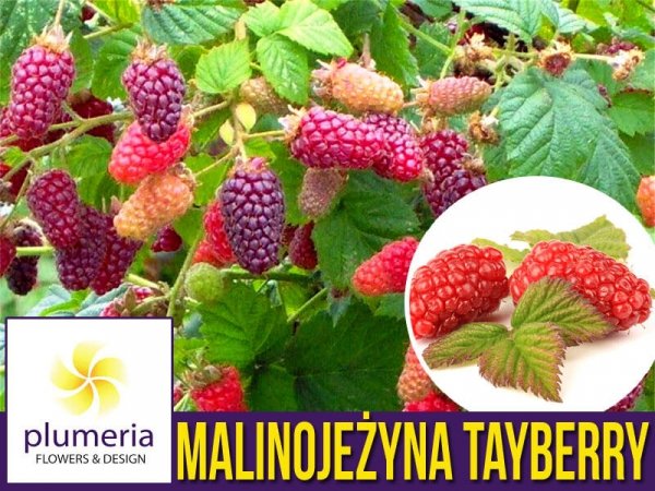 MalinoJeżyna 'Tayberry' (Rubus) Sadzonka