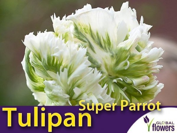 Tulipan Papuzi 'Super Parrot' (Tulipa) CEBULKI