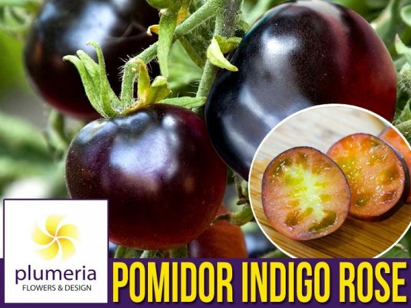 Pomidor INDIGO ROSE (Lycopersicon Esculentum) nasiona