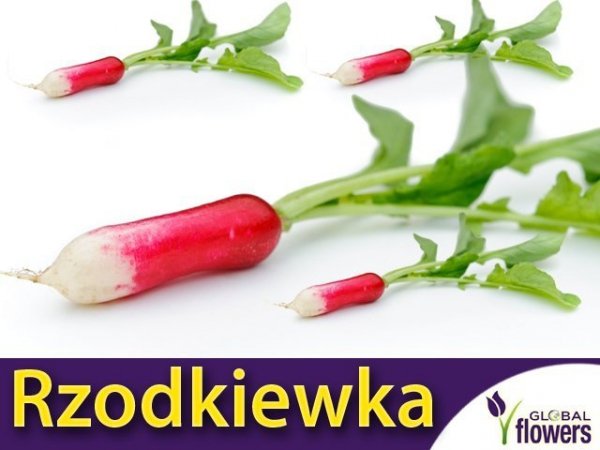 Rzodkiewka Opolanka (Raphanus sativus)
