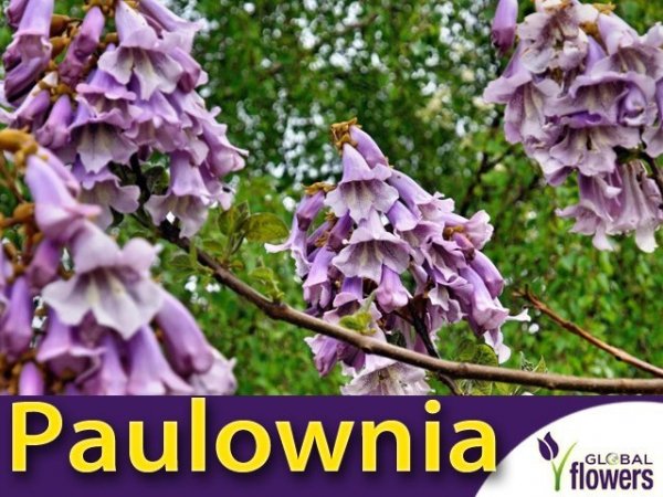 Paulownia Catalpifolia (Paulownia catalpifolia) Sadzonka XXL-C9 100-120 cm