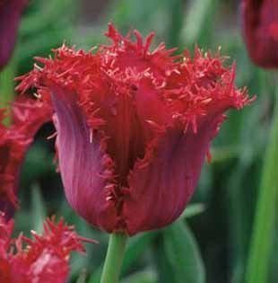 czerwony tulipan cebulki