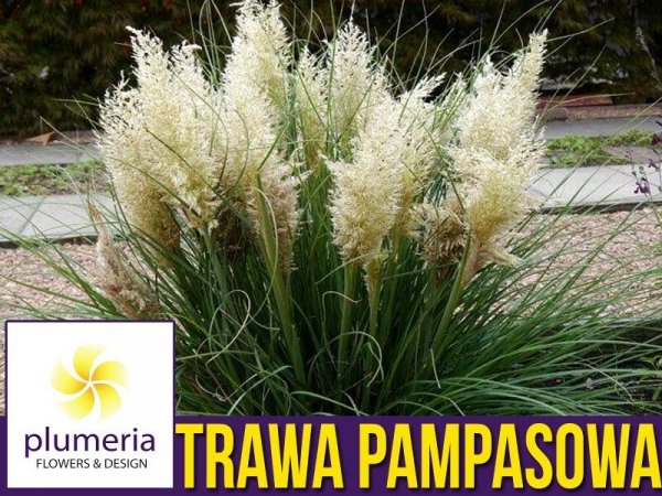 Trawa pampasowa TINY PAMPA karłowa (Cortaderia selloana) Sadzonka XL-C5