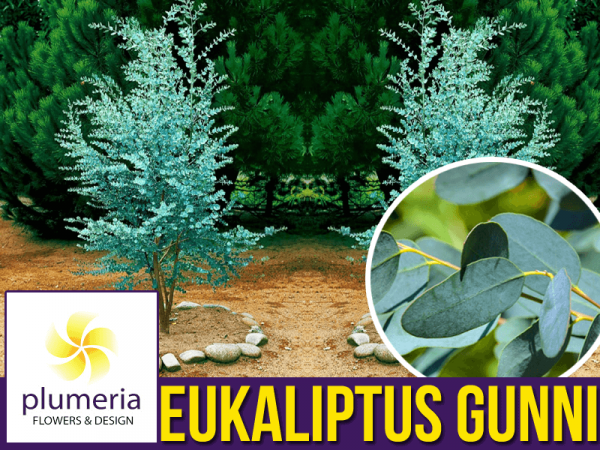 Eukaliptus Niebieski (Eukaliptus Gunni) Sadzonka