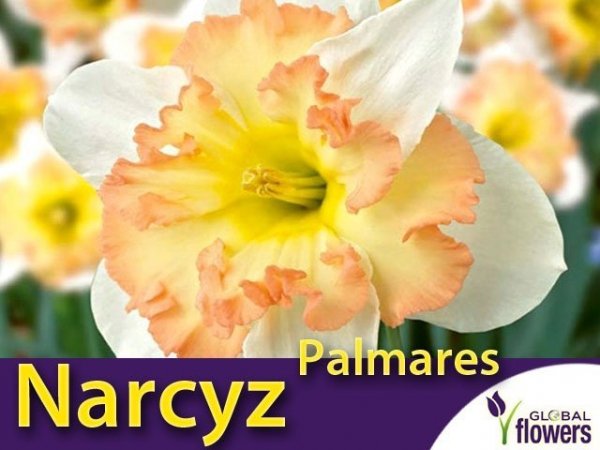 Narcyz pełny 'Palmares' (Narcissus Split Corona) CEBULKI