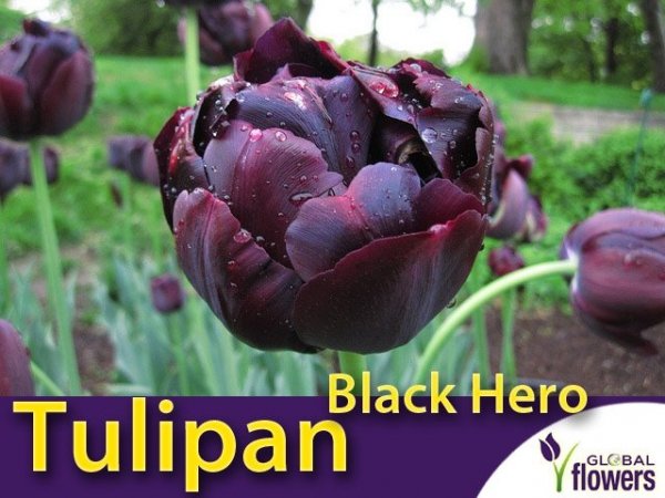 Tulipan pełny późny 'Black Hero' (Tulipa) CEBULKI