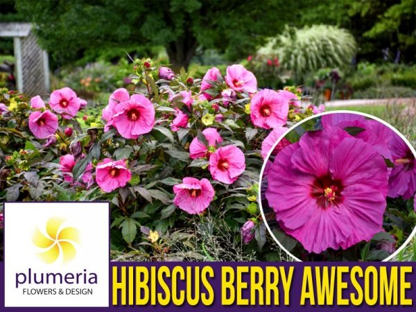 Hibiskus Summerific™ Berry Awesome Sadzonka