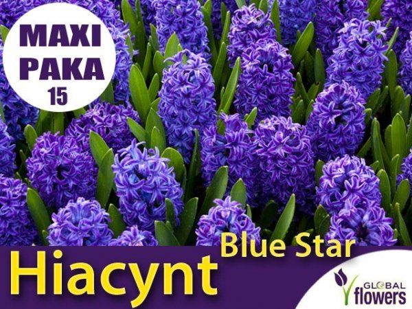 MAXI PAKA 15 szt Hiacynt Wschodni 'Blue Star' (Hyacinthus) CEBULKI