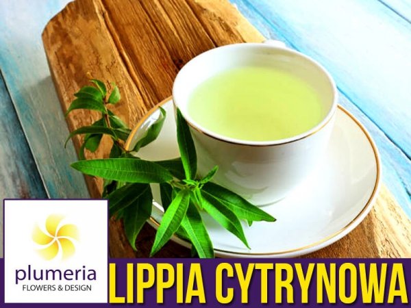 Lippia cytrynowa zastosowanie herbata ziołowa